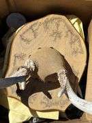 Assorted Estate Finds: Battery Charger, Antler Mount, and Giraffe Planter
