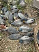 Duck and goose decoys