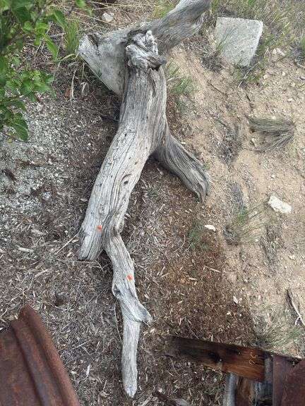 Burlwood stump yard art image