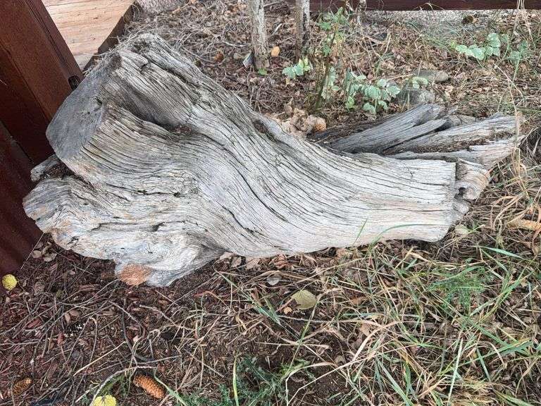 Burl wood stump image