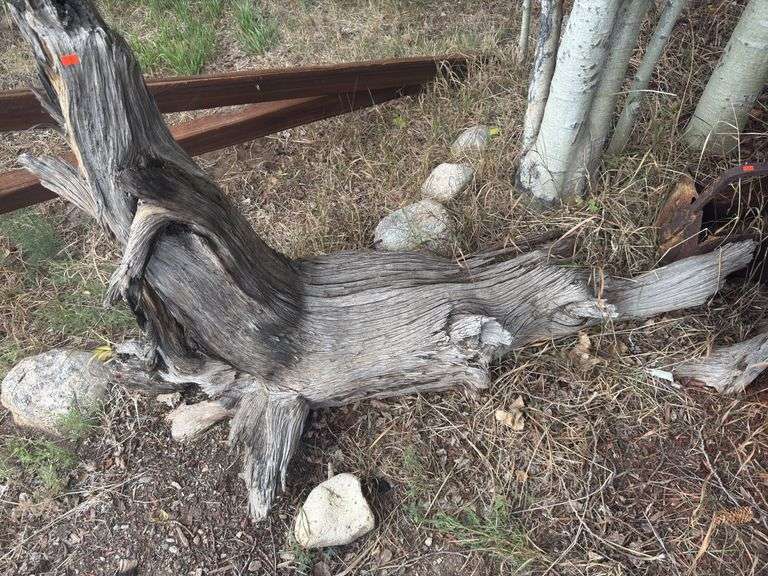 Burl-wood stump yard decor image
