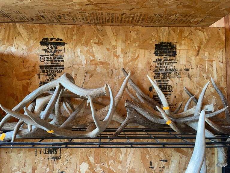Several miscellaneous deer and elk antlers image