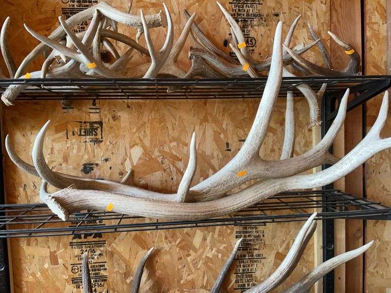 Two elk antlers image