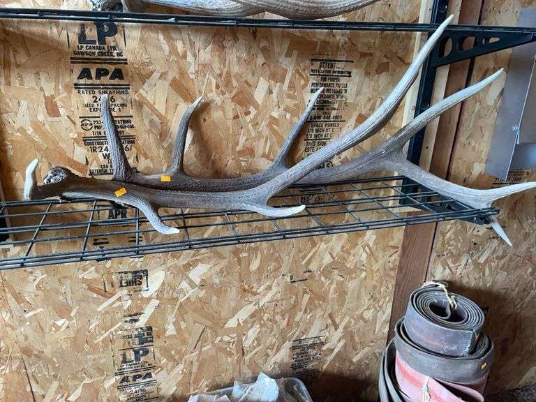 Two elk antlers image