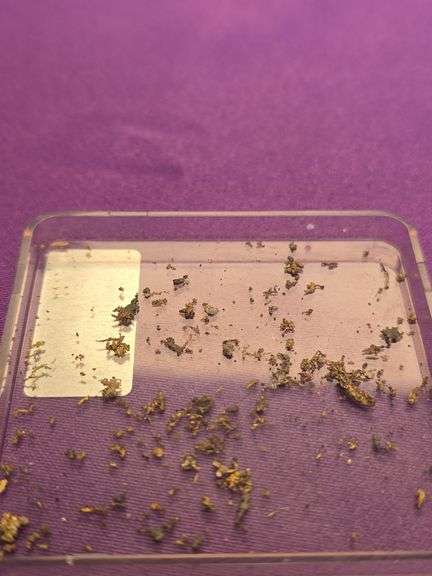 Dendrite Gold Native Crystallized Gold Nugget Specimen lot .99 Grams image