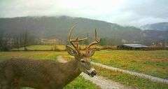 1332 Red Cut Ln, Pioneer, Tn.