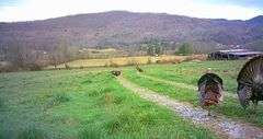1332 Red Cut Ln, Pioneer, Tn.