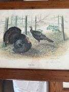 5 framed American wildlife art prints