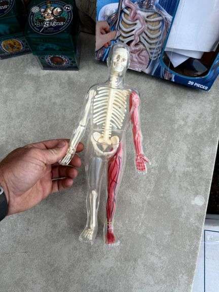 Human Anatomy Book, Anatomy Model & Biology Model Set