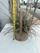Two Decorative Plant Arrangements