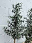 Set of Three Decorative Christmas Trees with Burlap Bases