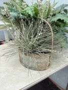 Two Decorative Plant Arrangements