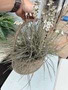 Two Decorative Plant Arrangements