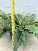 Two Decorative Plant Arrangements