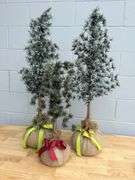 Set of Three Decorative Christmas Trees with Burlap Bases