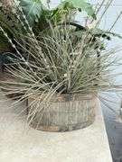 Two Decorative Plant Arrangements