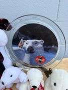 Coca-Cola Polar Bear Collectibles - Plush, Tray, Puzzle, Plate