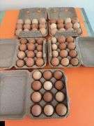 5 Dozen Craft Eggs