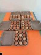 5 Dozen Craft Eggs