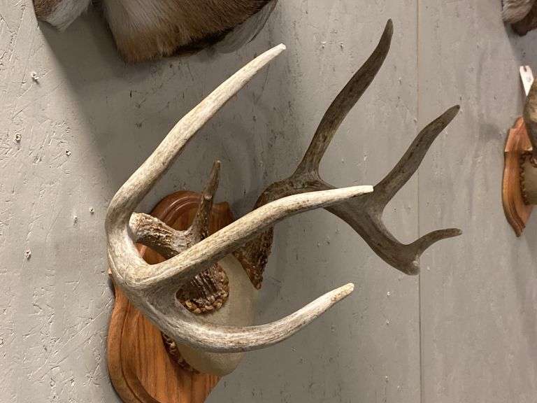 Mounted Kansas Whitetail Deer Antlers
