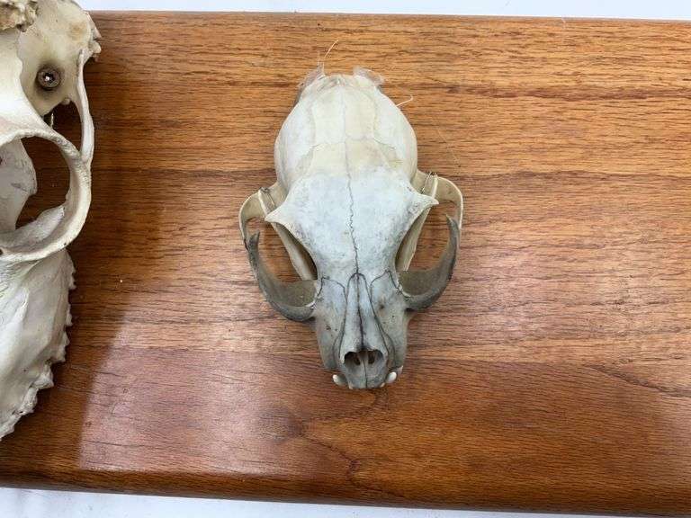 Mounted Animal Skull Collection on Wood Plaque