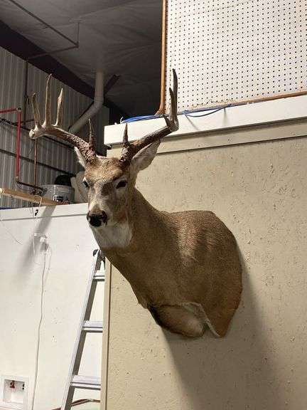 Mounted Whitetail Deer Shoulder Taxidermy