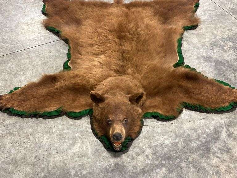 Cinnamon Black Bear Rug Taxidermy Mount