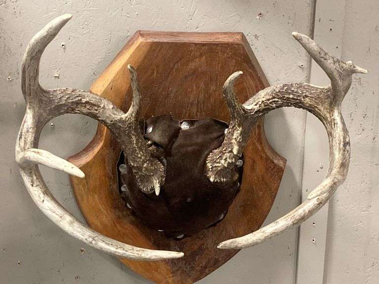 Mounted Deer Antlers on Wood Plaque