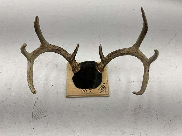 Mounted Deer Antlers - Circle's Deer Swamp 2017