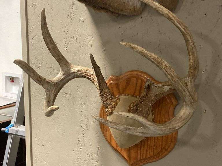 Mounted Kansas Whitetail Deer Antlers