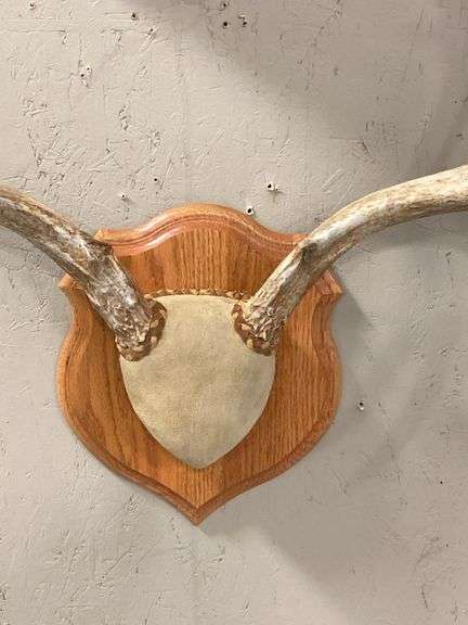 Mounted Colorado Mule Deer Antlers - 26" Wide
