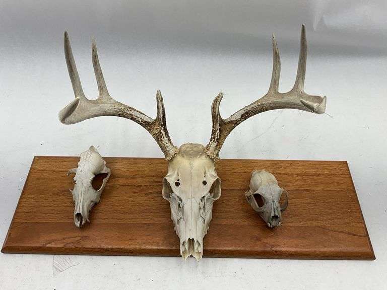 Mounted Animal Skull Collection on Wood Plaque