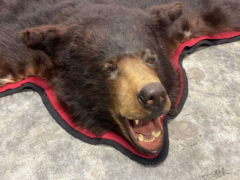 Large Black Bear Rug Taxidermy