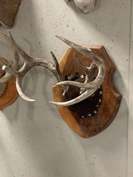 Mounted Deer Antlers on Wood Plaque