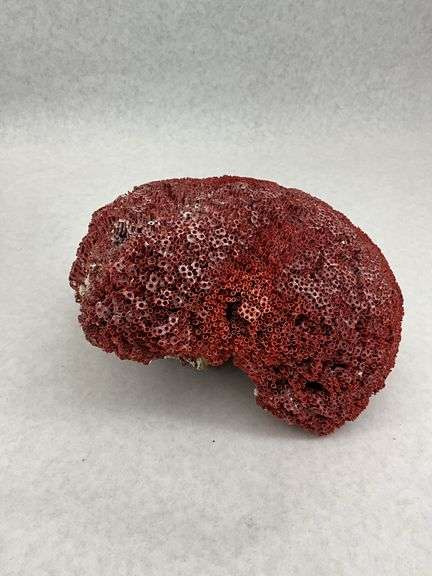Seashell Collection and Red Coral Specimen