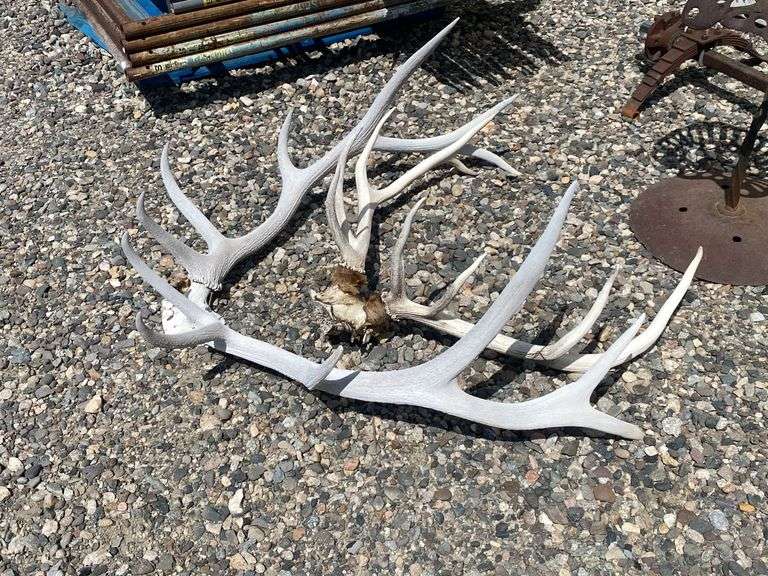 Two Sets of Elk Antlers