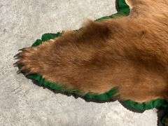 Cinnamon Black Bear Rug Taxidermy Mount