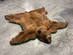 Cinnamon Black Bear Rug Taxidermy Mount