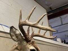Mounted Whitetail Deer Shoulder Taxidermy