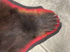 Large Black Bear Rug Taxidermy