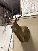 Mounted Whitetail Deer Shoulder Taxidermy