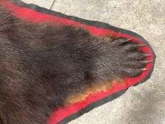 Large Black Bear Rug Taxidermy