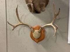 Mounted Colorado Mule Deer Antlers - 26" Wide