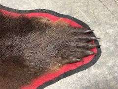 Large Black Bear Rug Taxidermy