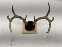 Mounted Deer Antlers - Circle's Deer Swamp 2017