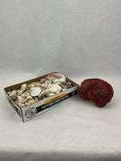 Seashell Collection and Red Coral Specimen