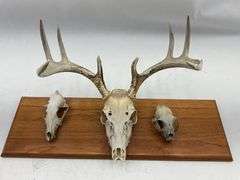Mounted Animal Skull Collection on Wood Plaque