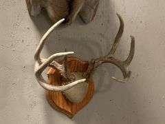 Mounted Kansas Whitetail Deer Antlers