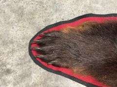 Large Black Bear Rug Taxidermy