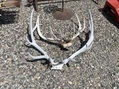 Two Sets of Elk Antlers